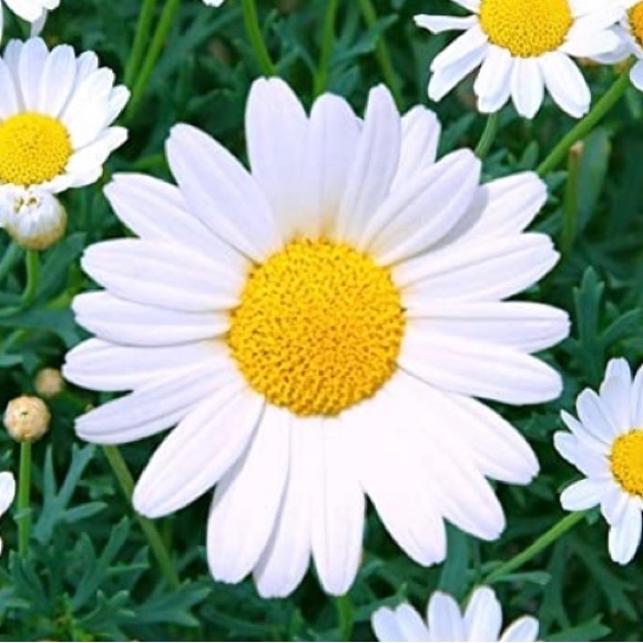 Meet your Posher, Erika - Picture 1 of 1